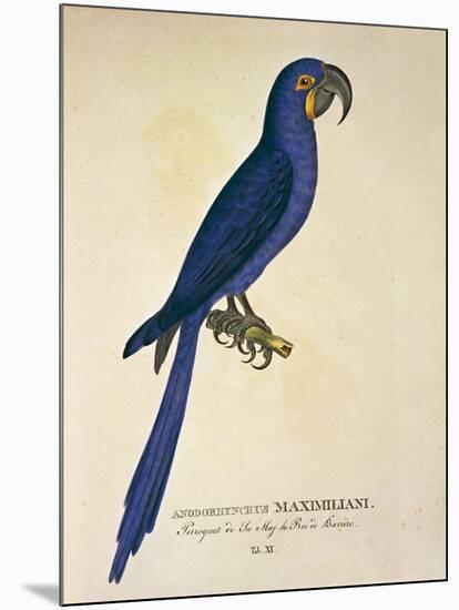 Parrot Ara Anodorhynchus Maximiliani-null-Mounted Giclee Print