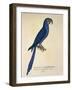Parrot Ara Anodorhynchus Maximiliani-null-Framed Giclee Print