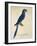 Parrot Ara Anodorhynchus Maximiliani-null-Framed Giclee Print