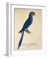 Parrot Ara Anodorhynchus Maximiliani-null-Framed Giclee Print