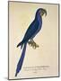 Parrot Ara Anodorhynchus Maximiliani-null-Mounted Giclee Print