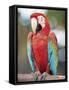 Parrot, Aruba, West Indies, Dutch Caribbean, Central America-Sergio Pitamitz-Framed Stretched Canvas