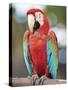 Parrot, Aruba, West Indies, Dutch Caribbean, Central America-Sergio Pitamitz-Stretched Canvas