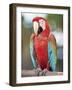 Parrot, Aruba, West Indies, Dutch Caribbean, Central America-Sergio Pitamitz-Framed Photographic Print