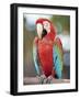 Parrot, Aruba, West Indies, Dutch Caribbean, Central America-Sergio Pitamitz-Framed Photographic Print