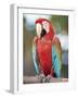 Parrot, Aruba, West Indies, Dutch Caribbean, Central America-Sergio Pitamitz-Framed Photographic Print