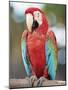 Parrot, Aruba, West Indies, Dutch Caribbean, Central America-Sergio Pitamitz-Mounted Photographic Print