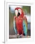 Parrot, Aruba, West Indies, Dutch Caribbean, Central America-Sergio Pitamitz-Framed Photographic Print