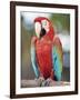 Parrot, Aruba, West Indies, Dutch Caribbean, Central America-Sergio Pitamitz-Framed Photographic Print