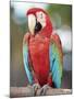 Parrot, Aruba, West Indies, Dutch Caribbean, Central America-Sergio Pitamitz-Mounted Photographic Print