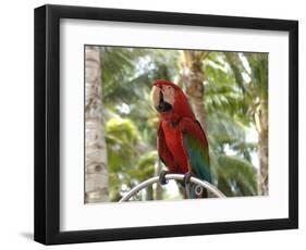 Parrot at Radisson Resort, Palm Beach, Aruba, Caribbean-Lisa S. Engelbrecht-Framed Photographic Print