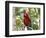 Parrot at Radisson Resort, Palm Beach, Aruba, Caribbean-Lisa S. Engelbrecht-Framed Photographic Print