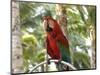 Parrot at Radisson Resort, Palm Beach, Aruba, Caribbean-Lisa S. Engelbrecht-Mounted Photographic Print