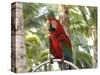 Parrot at Radisson Resort, Palm Beach, Aruba, Caribbean-Lisa S. Engelbrecht-Stretched Canvas