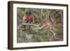 Parrot Duo-Staffan Widstrand-Framed Giclee Print