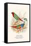 Parrot Finch-F.w. Frohawk-Framed Stretched Canvas