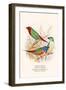 Parrot Finch-F.w. Frohawk-Framed Art Print