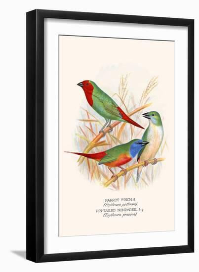 Parrot Finch-F.w. Frohawk-Framed Art Print