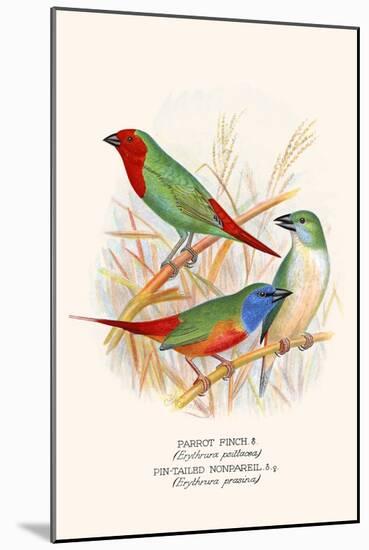 Parrot Finch-F.w. Frohawk-Mounted Art Print