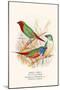 Parrot Finch-F.w. Frohawk-Mounted Art Print