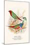 Parrot Finch-F.w. Frohawk-Mounted Art Print