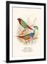 Parrot Finch-F.w. Frohawk-Framed Art Print