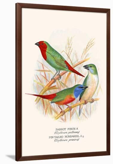 Parrot Finch-F.w. Frohawk-Framed Art Print