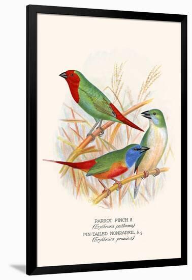 Parrot Finch-F.w. Frohawk-Framed Art Print