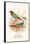 Parrot Finch-F.w. Frohawk-Framed Stretched Canvas