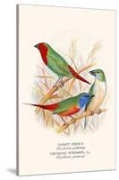 Parrot Finch-F.w. Frohawk-Stretched Canvas