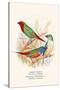 Parrot Finch-F.w. Frohawk-Stretched Canvas