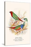 Parrot Finch-F.w. Frohawk-Stretched Canvas