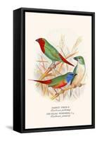 Parrot Finch-F.w. Frohawk-Framed Stretched Canvas