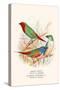 Parrot Finch-F.w. Frohawk-Stretched Canvas