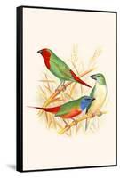 Parrot Finch-F.w. Frohawk-Framed Stretched Canvas