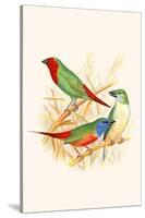 Parrot Finch-F.w. Frohawk-Stretched Canvas