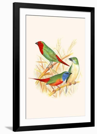 Parrot Finch-F.w. Frohawk-Framed Art Print