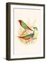 Parrot Finch-F.w. Frohawk-Framed Art Print