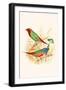 Parrot Finch-F.w. Frohawk-Framed Art Print