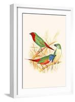 Parrot Finch-F.w. Frohawk-Framed Art Print