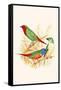 Parrot Finch-F.w. Frohawk-Framed Stretched Canvas
