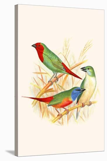 Parrot Finch-F.w. Frohawk-Stretched Canvas