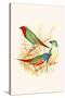 Parrot Finch-F.w. Frohawk-Stretched Canvas