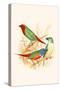 Parrot Finch-F.w. Frohawk-Stretched Canvas