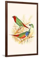 Parrot Finch-F.w. Frohawk-Framed Art Print