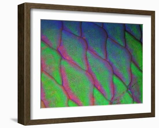 Parrot Fish (Scarus Gibbus)-Andrea Ferrari-Framed Photographic Print