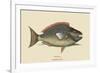 Parrot Fish-Mark Catesby-Framed Art Print