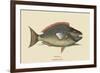 Parrot Fish-Mark Catesby-Framed Art Print