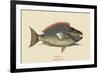 Parrot Fish-Mark Catesby-Framed Art Print