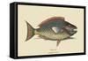 Parrot Fish-Mark Catesby-Framed Stretched Canvas